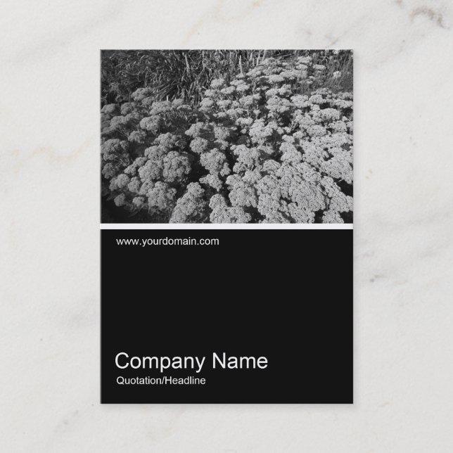 Tarjeta De Visita Media&Half Photo 0234 - Sedum "Alegría de otoño" (Anverso)