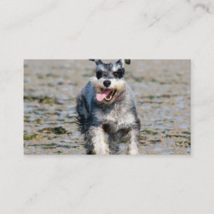 Tarjeta De Visita mini schnauzer-run