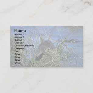 Tarjeta De Visita Mink descansando en el pasto crudo en el pantano