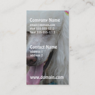 Tarjeta De Visita Mueca del caniche estándar blanco