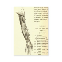 Músculos de la anatomía el | del vintage del brazo