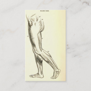 Tarjeta De Visita Músculos de la pierna de la anatomía el   del