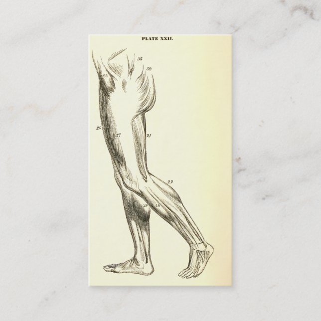Tarjeta De Visita Músculos de la pierna de la anatomía el | del (Anverso)