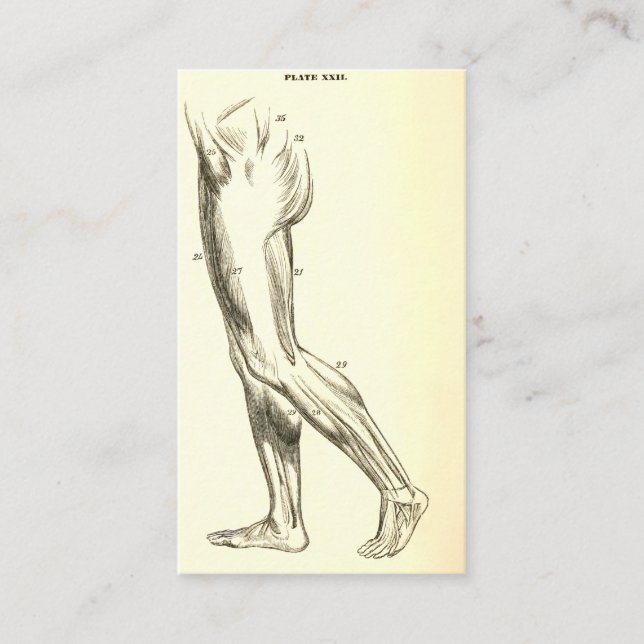 Tarjeta De Visita Músculos de la pierna de la anatomía el | del (Anverso)