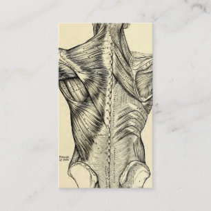 Tarjeta De Visita Músculos traseros del arte humano de la anatomía