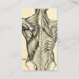Tarjeta De Visita Músculos traseros del arte humano de la anatomía