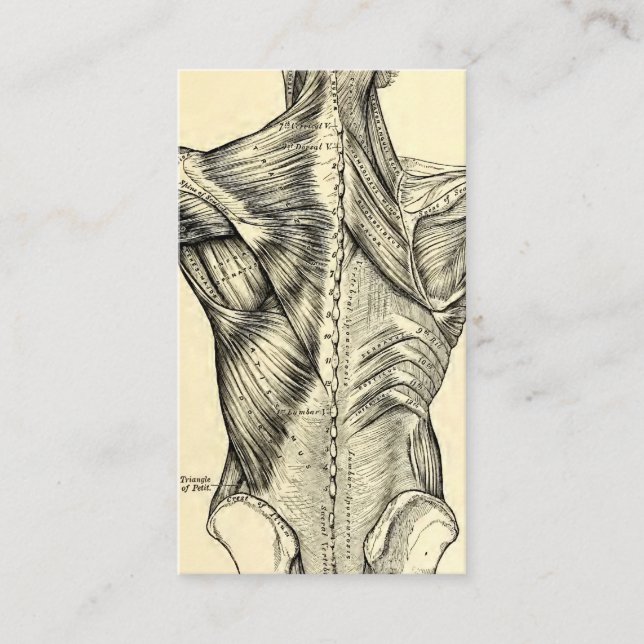 Tarjeta De Visita Músculos traseros del arte humano de la anatomía (Anverso)