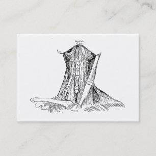 Tarjeta De Visita Músculos viejos del ilustracion de la anatomía d