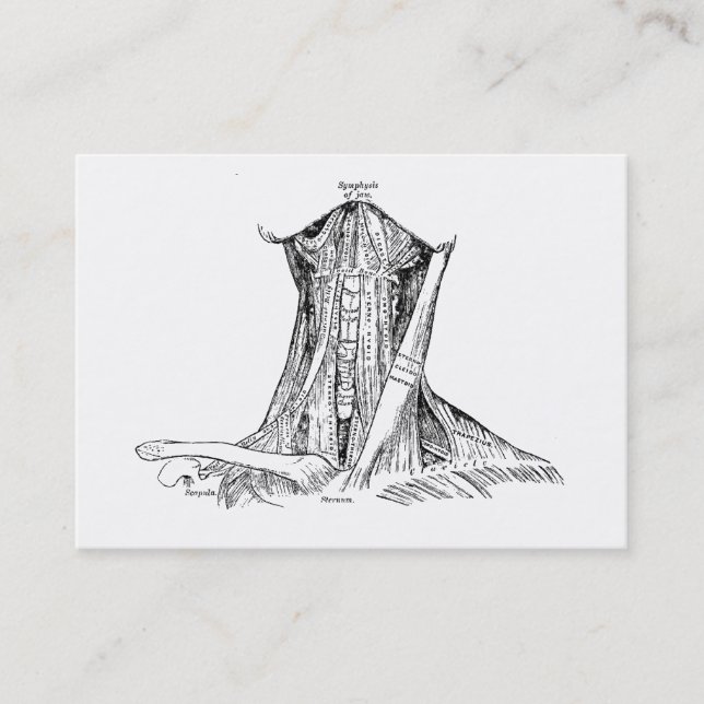 Tarjeta De Visita Músculos viejos del ilustracion de la anatomía del (Anverso)