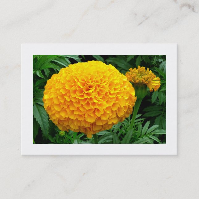 Tarjeta De Visita Naranja Chrysanthemum (Anverso)