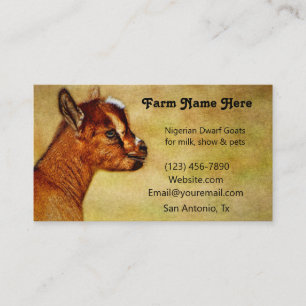Tarjeta De Visita Nigeriana Dwarf Dairy Goat Kid