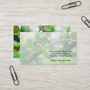 Tarjeta De Visita Orchard Orbweaver Spider - Leucauge venusta