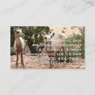Tarjeta De Visita Ovejas Bighorn Divertidas en el Parque Nacional Zi