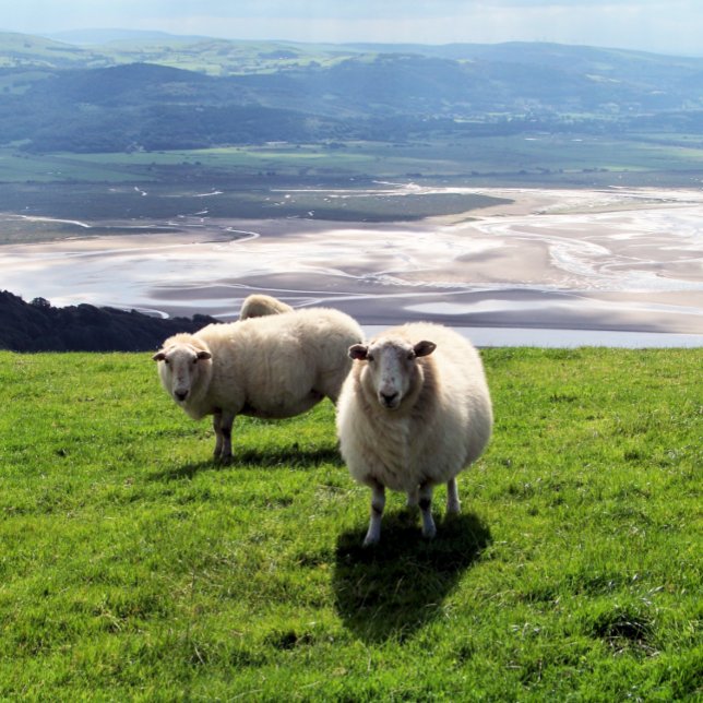 TARJETA DE VISITA OVEJAS DE MONTAÑA BELSH (Subido por el creador)