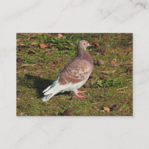 Tarjeta De Visita Paloma en el lago Cardiff en Roath Park