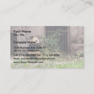 Tarjeta De Visita Panda linda que come bambúes en su jaula en el