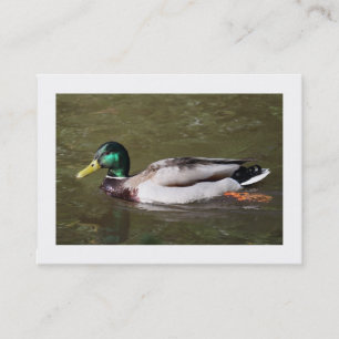 Tarjeta De Visita Pato Mallard (Bordeado)