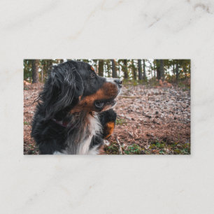Tarjeta De Visita perro de montaña bernés en el bosque