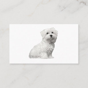 Tarjeta De Visita Perro maltés lindo sentando pipa