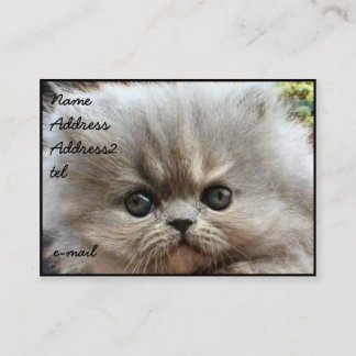 Tarjeta de visita persa del gatito grande