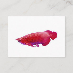 Tarjeta De Visita Pez Dragón Rojo Súper Majestuoso Arowana Afortunad