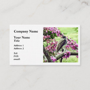 Tarjeta De Visita Phoebe en un árbol Redbud