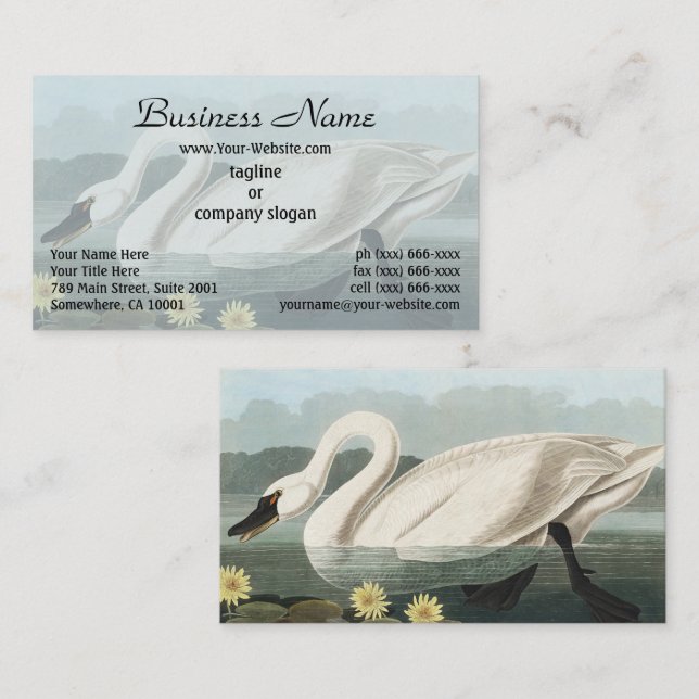 Tarjeta De Visita Pintura Audubon White Swan Waterfowl (Anverso / Reverso)