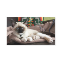 Plantilla de fotografía glamorosa para gatitos del