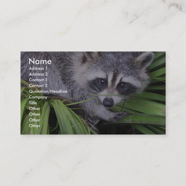 Tarjeta De Visita Raccoon En Las Plantas (Anverso)
