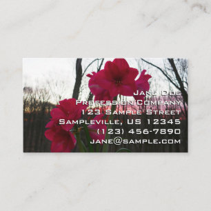 Tarjeta De Visita Red Amaryllis y el amanecer invernal