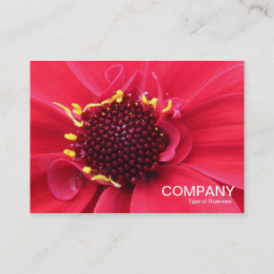 Tarjeta De Visita Red Dahlia Close-up