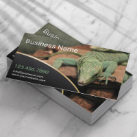 Reptile Lizard Live Mascota Store Professional