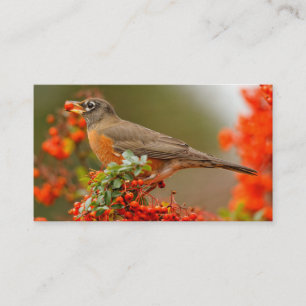 Tarjeta De Visita Robin estadounidense con una Pyracantha Pomme