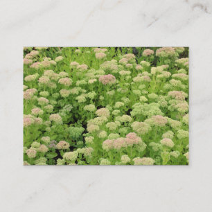 Tarjeta De Visita Sedum (Alegría de otoño)