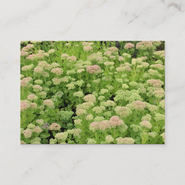 Tarjeta De Visita Sedum (Alegría de otoño) (Anverso)