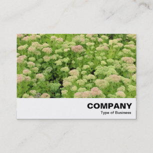 Tarjeta De Visita Sedum (Alegría de otoño)