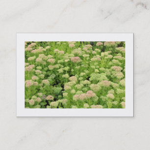 Tarjeta De Visita Sedum (Alegría de Otoño) (Bordeada)