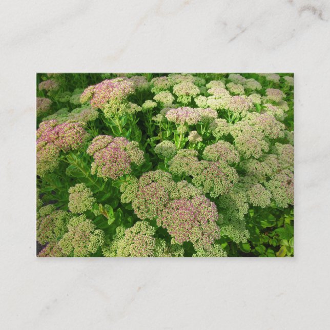Tarjeta De Visita Sedum "Alegría del otoño" (Anverso)