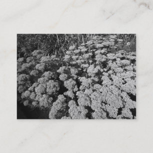 Tarjeta De Visita Sedum "Alegría del otoño"