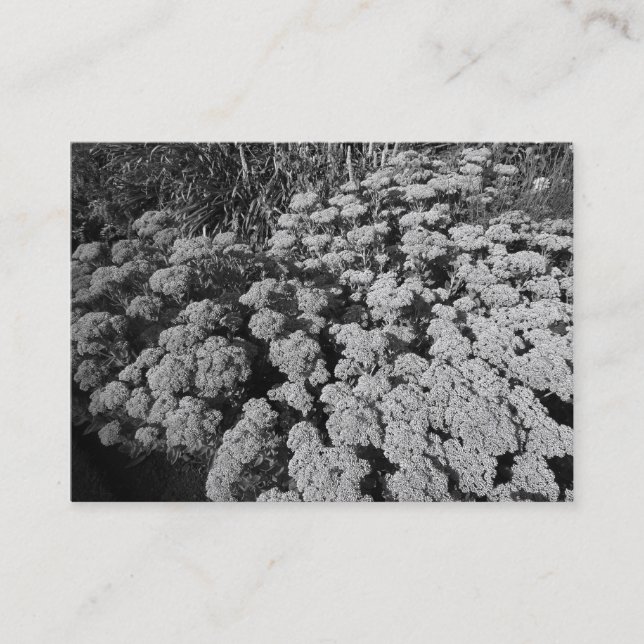 Tarjeta De Visita Sedum "Alegría del otoño" (Anverso)