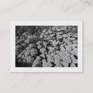 Tarjeta De Visita Sedum "Alegría del otoño" (Bordeado)