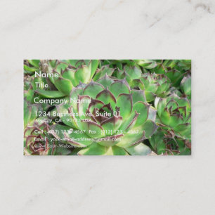 Tarjeta De Visita Succulents