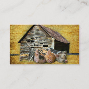 Tarjeta De Visita Tres Cerditos En El Rústico Barn Snoozing