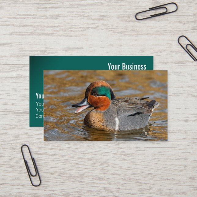 Tarjeta De Visita Un atrevido pato Verde azulado de ala verde en el  (Anverso/Reverso In Situ)
