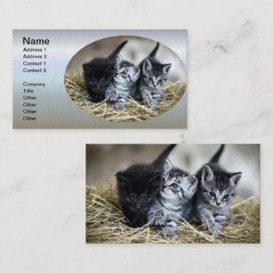 Tarjeta De Visita Un trío de gatitos nesselados juntos