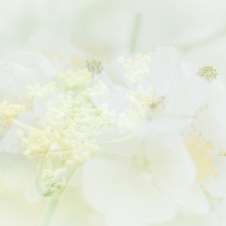 Tarjeta De Visita Visitekaartje conoció el diseño de macro bloema