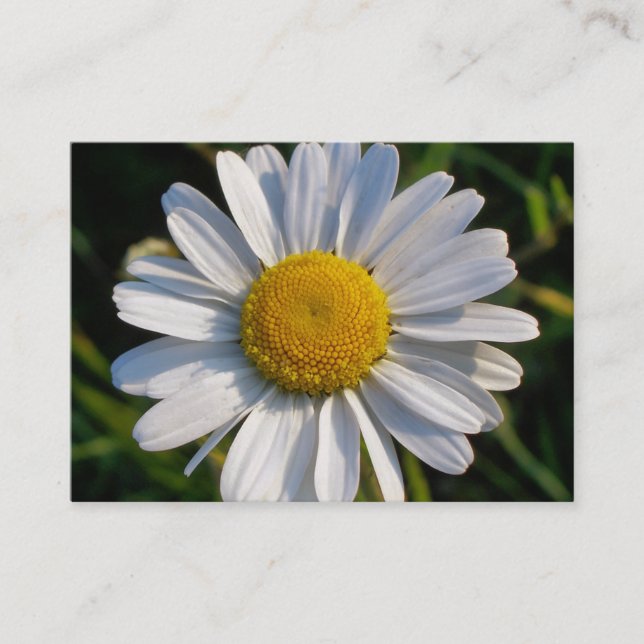 TARJETA DE VISITA WILDFLOWERS DAISY (Anverso)