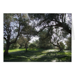 Tarjeta de vista Olive Grove
