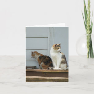 Tarjeta De Vuelta A Los Gatos, Oración