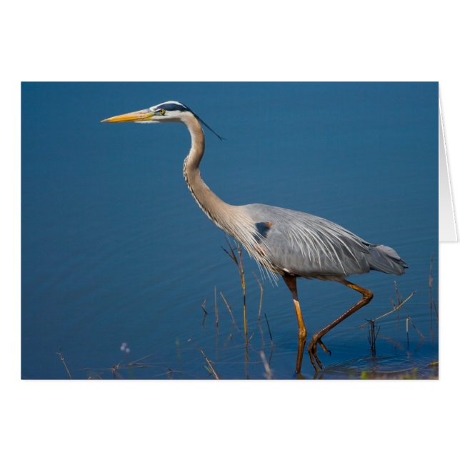 Tarjeta de Wading Blue Heron (Anverso (Horizontal))